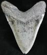 Fossil Megalodon Tooth - South Carolina #28410-2